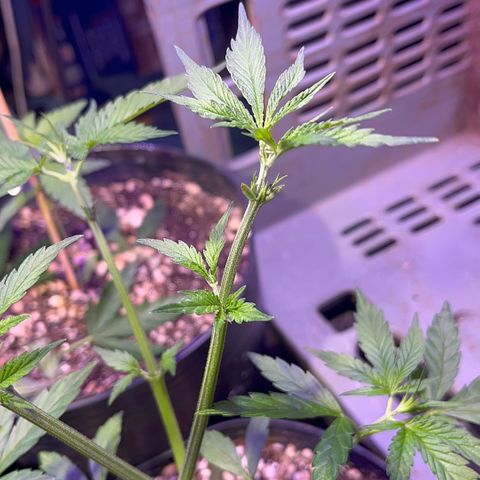 PrenSeeds #1 growlog timeline photo