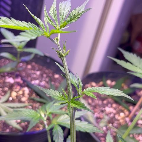 PrenSeeds #1 growlog timeline photo