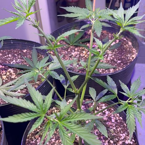 PrenSeeds #1 growlog timeline photo