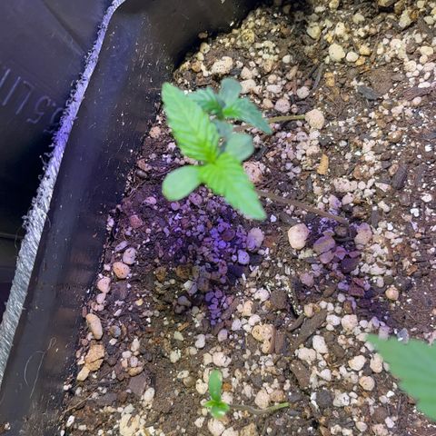PrenSeeds #1 growlog timeline photo