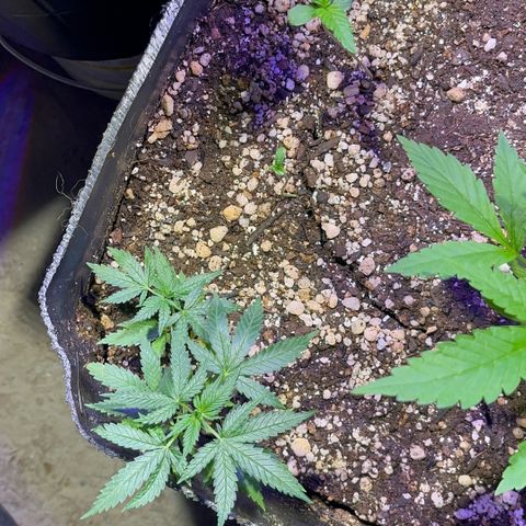 PrenSeeds #1 growlog timeline photo