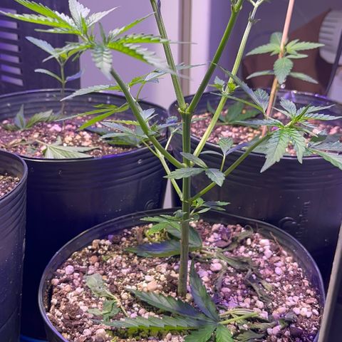 PrenSeeds #1 growlog timeline photo