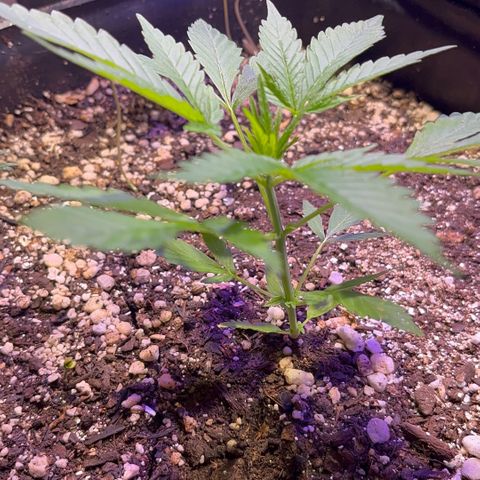 PrenSeeds #1 growlog timeline photo
