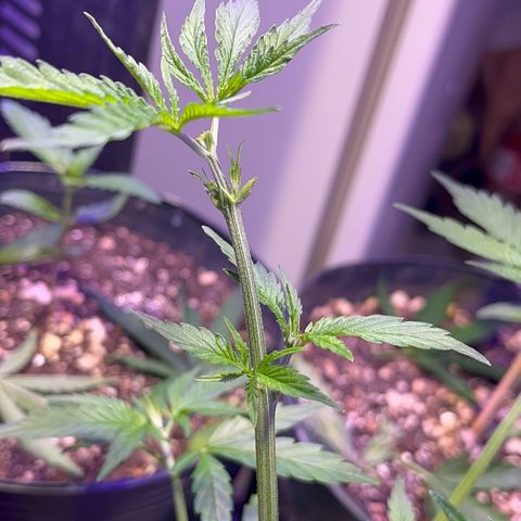 PrenSeeds #1 growlog timeline photo