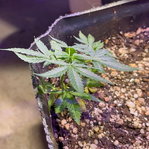 PrenSeeds #1 growlog timeline photo
