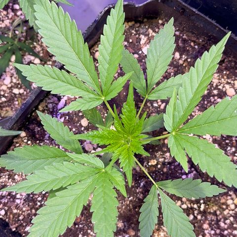 PrenSeeds #1 growlog timeline photo