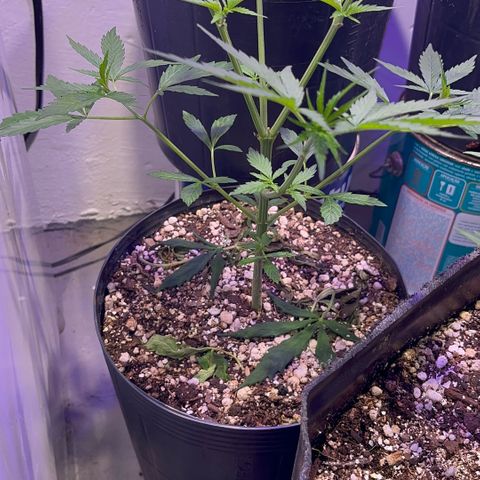 PrenSeeds #1 growlog timeline photo