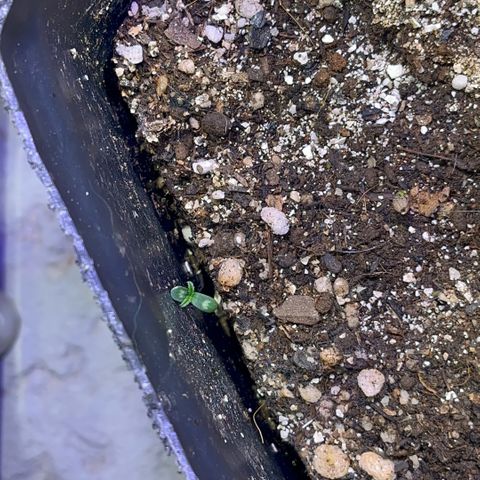 PrenSeeds #1 growlog timeline photo