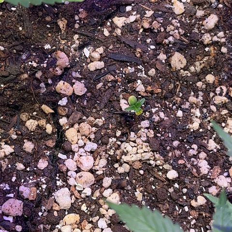 PrenSeeds #1 growlog timeline photo