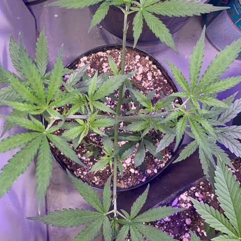 PrenSeeds #1 growlog timeline photo