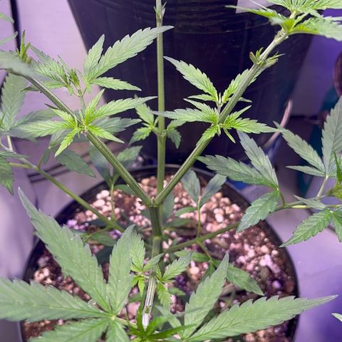 PrenSeeds #1 growlog timeline photo