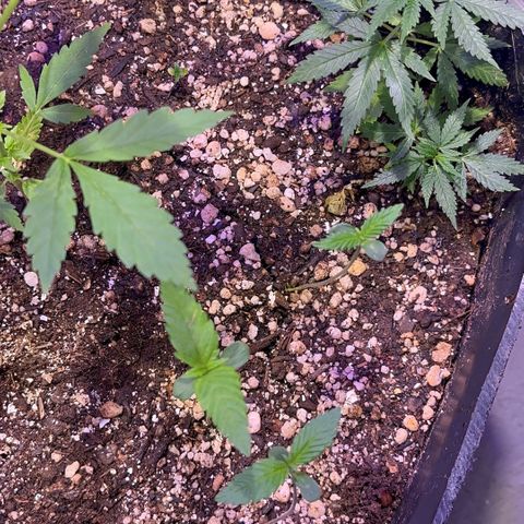 PrenSeeds #1 growlog timeline photo