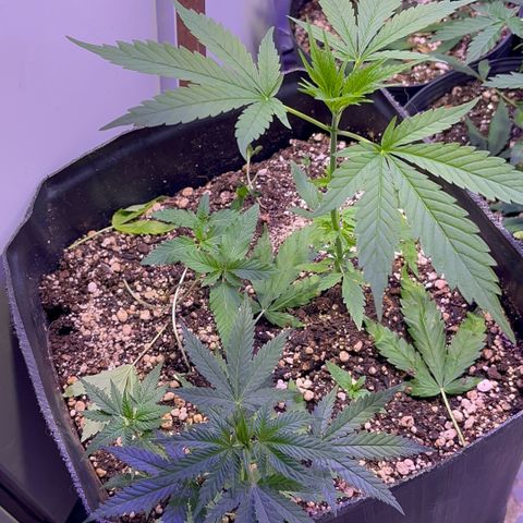 PrenSeeds #1 growlog timeline photo