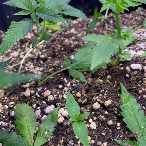 PrenSeeds #1 growlog timeline photo