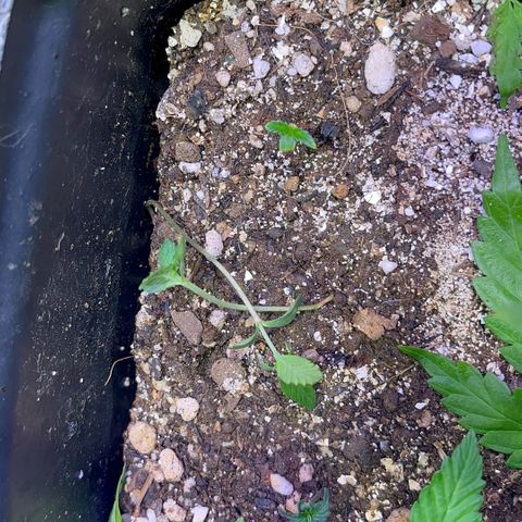 PrenSeeds #1 growlog timeline photo