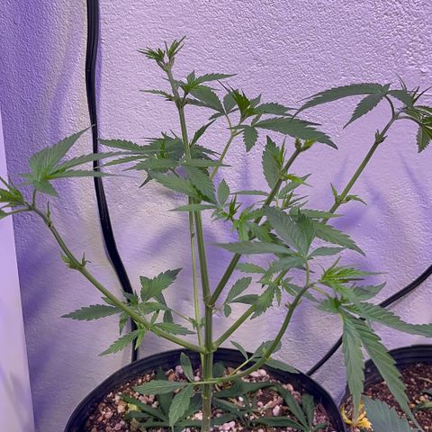 PrenSeeds #1 growlog timeline photo