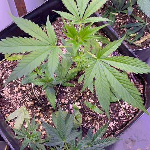 PrenSeeds #1 growlog timeline photo