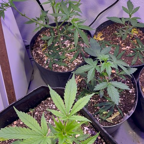 PrenSeeds #1 growlog timeline photo