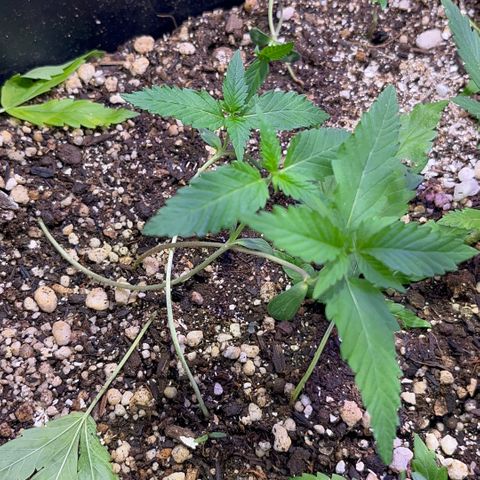 PrenSeeds #1 growlog timeline photo
