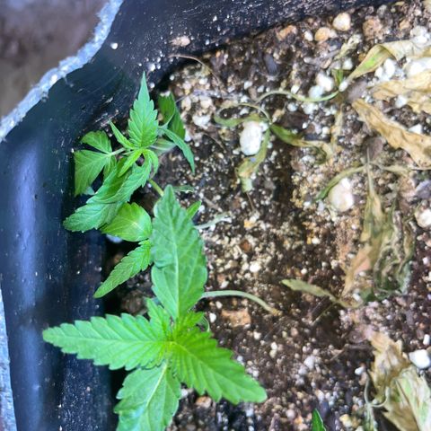 PrenSeeds #1 growlog timeline photo