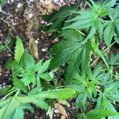 PrenSeeds #1 growlog timeline photo