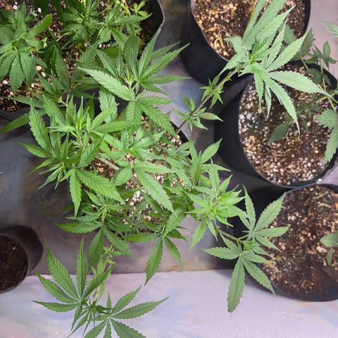 PrenSeeds #1 growlog timeline photo