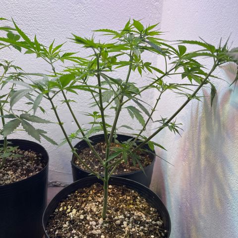 PrenSeeds #1 growlog timeline photo