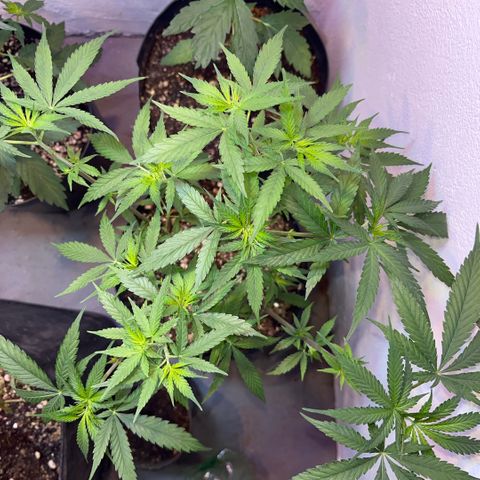 PrenSeeds #1 growlog timeline photo