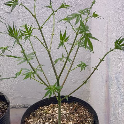 PrenSeeds #1 growlog timeline photo