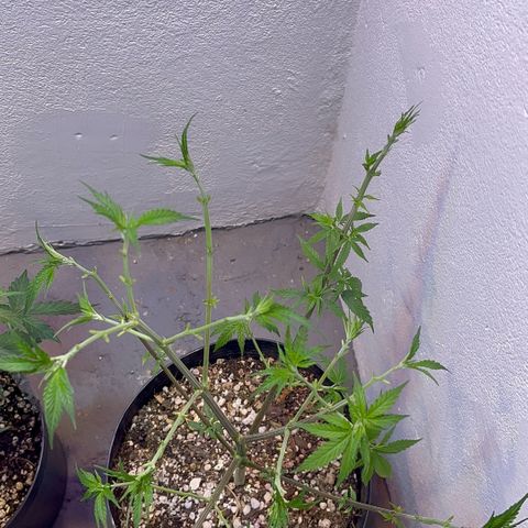 PrenSeeds #1 growlog timeline photo