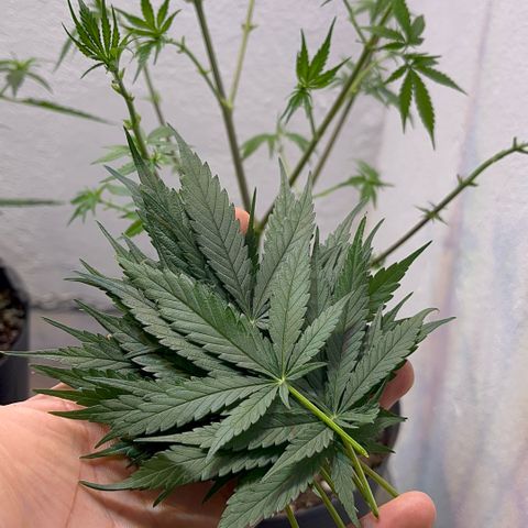 PrenSeeds #1 growlog timeline photo