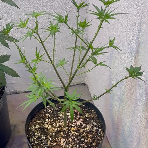 PrenSeeds #1 growlog timeline photo