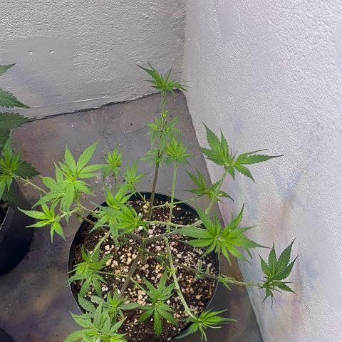 PrenSeeds #1 growlog timeline photo
