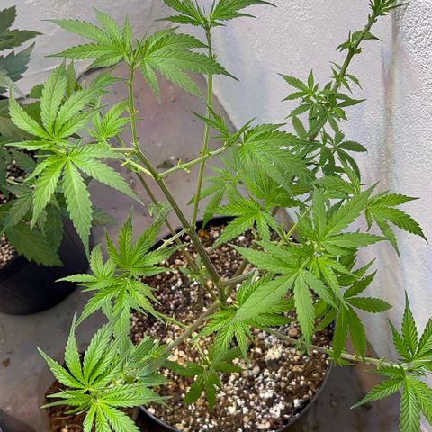 PrenSeeds #1 growlog timeline photo