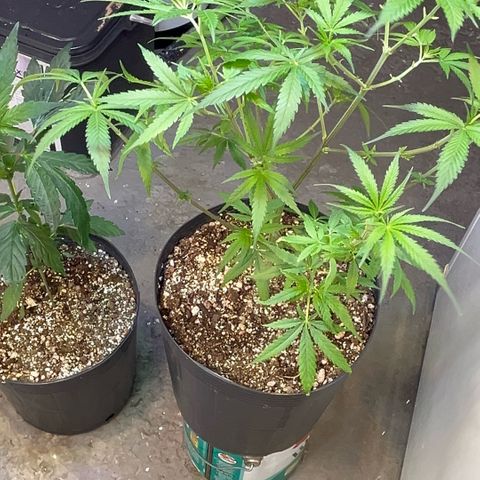 PrenSeeds #1 growlog timeline photo