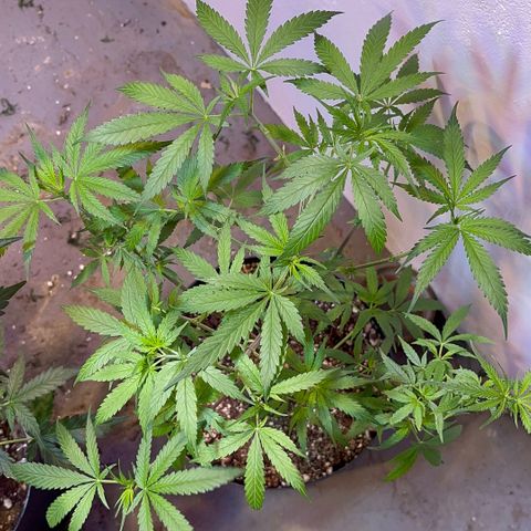 PrenSeeds #1 growlog timeline photo