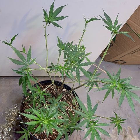 PrenSeeds #1 growlog timeline photo