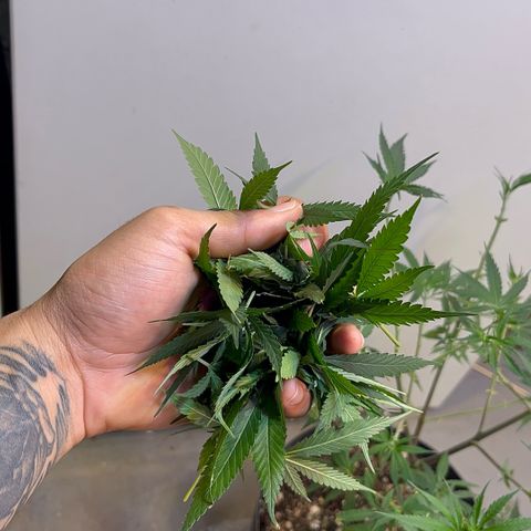 PrenSeeds #1 growlog timeline photo