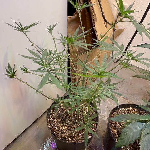 PrenSeeds #1 growlog timeline photo