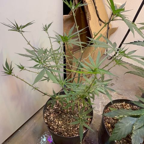 PrenSeeds #1 growlog timeline photo
