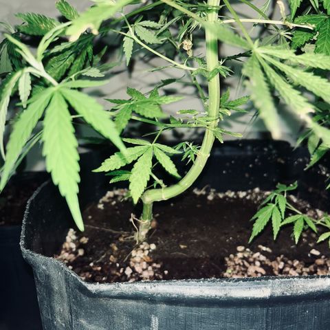 PrenSeeds #1 growlog timeline photo