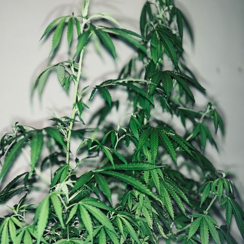 PrenSeeds #1 growlog timeline photo