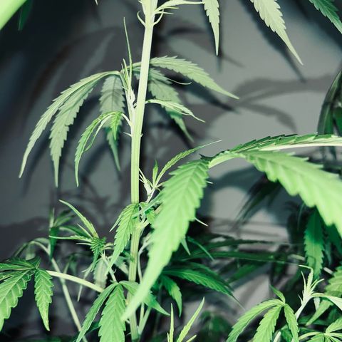 PrenSeeds #1 growlog timeline photo