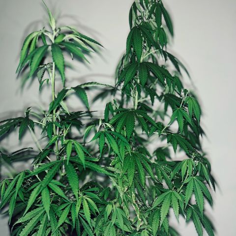 PrenSeeds #1 growlog timeline photo