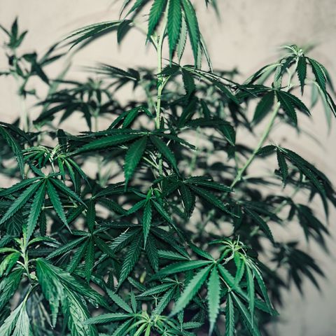 PrenSeeds #1 growlog timeline photo