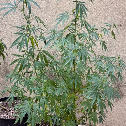 PrenSeeds #1 growlog timeline photo