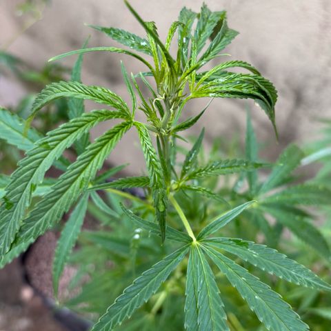PrenSeeds #1 growlog timeline photo