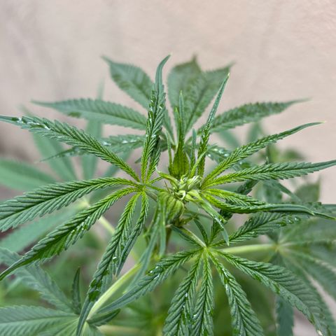 PrenSeeds #1 growlog timeline photo