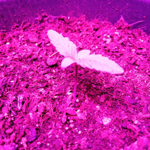 Wedding cake growlog timeline photo