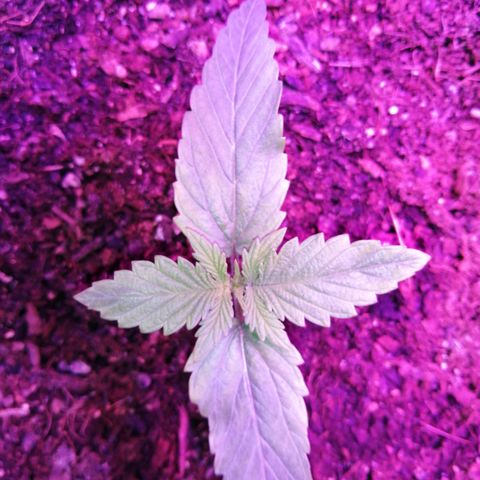 Wedding cake growlog timeline photo